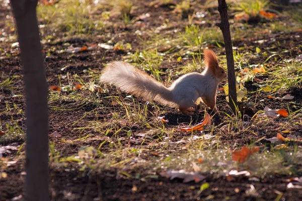 Білка біжить навколо сонячного газону в пошуках їжі — стокове фото