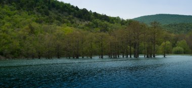 Kel servi gölde. Anapa