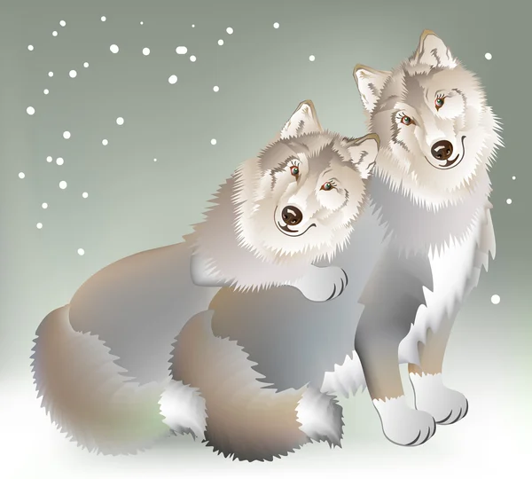 Couple of the wolves gentle loving each other on the background of a cold winter. — Stock Vector