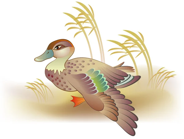 Illustration du canard . — Image vectorielle