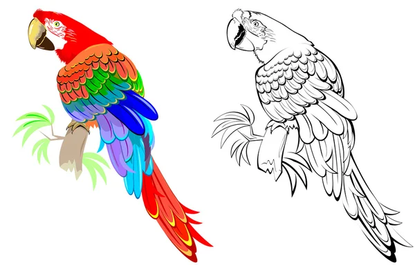 Színes és fekete-fehér mintás papagáj. — Stock Vector