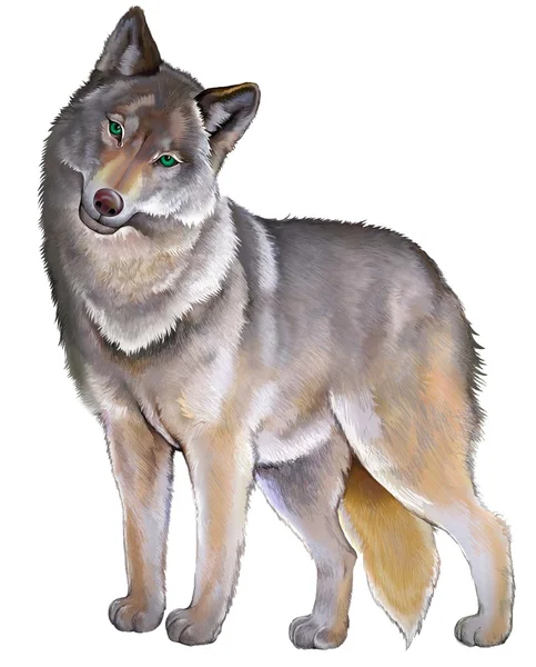 Illustration of cute standing gray wolf on the white background. — Stock Photo, Image