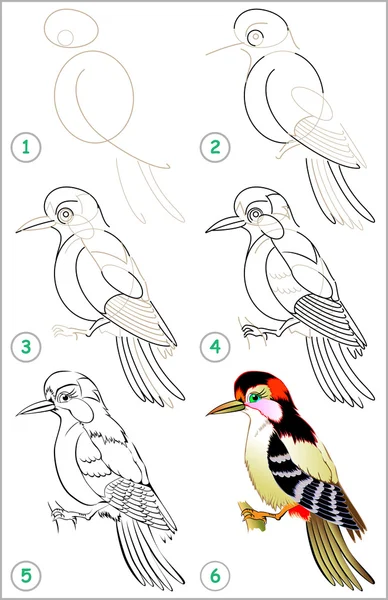 ページは、ステップバイ ステップでキツツキを描画することを学ぶ方法を示します. — ストックベクタ