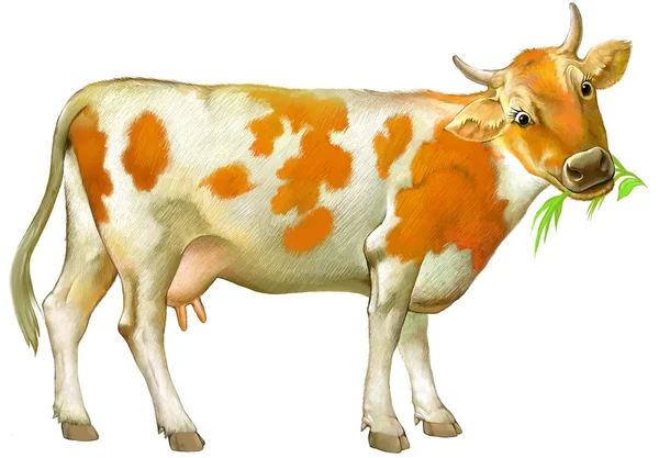 Illustration of cute cow on the white background. — Stock Photo, Image