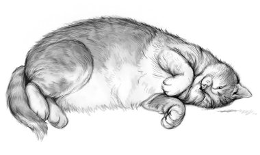 İyi beslenmiş tatmin olmuş kedi tasviri. Kalem çizimi. Aşırı yiyen şişman bir kedi yavrusunun çizimi. Kumaş ya da dövme için parmak izi. Arkaplan için siyah ve beyaz resim.