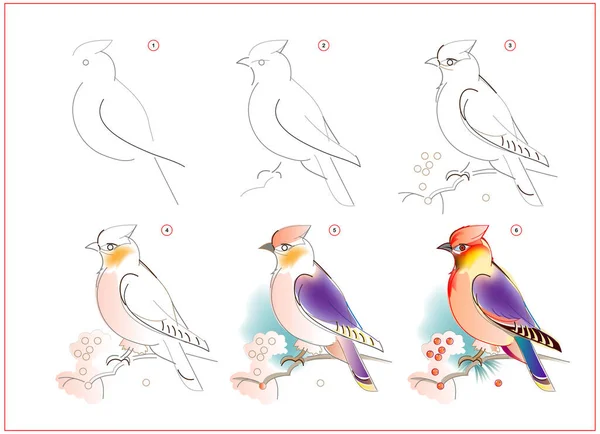 Balmumu Kuşunun Nasıl Çizileceğini Öğrenmek Adım Adım Suluboya Resim Yapmak — Stok Vektör