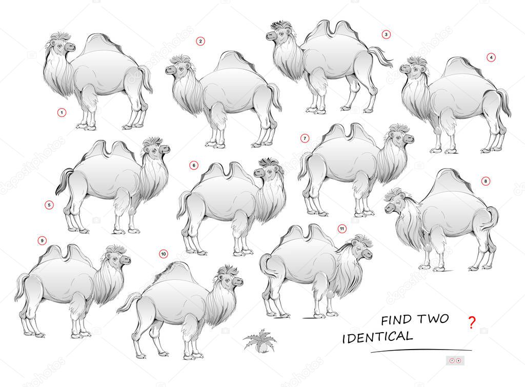 Logic puzzle game for children and adults. Need to find two identical camels. Printable page for kids brain teaser book. Developing spatial thinking skills. IQ test. Hand-drawn vector cartoon image.