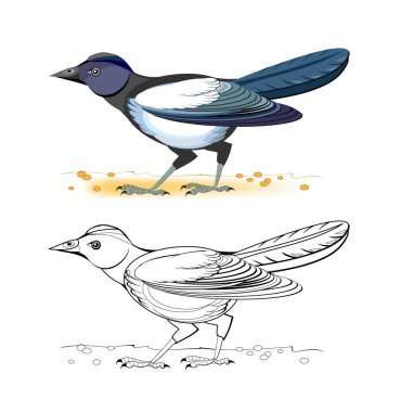 Boyama kitabı için renkli, siyah ve beyaz sayfa. Şirin kuş saksağanı tasviri. Çocuk egzersiz kitabı için basılabilir çalışma tablosu. Online eğitim. Clip-art karikatür vektörü. Çocuklar için Hayvanlar.