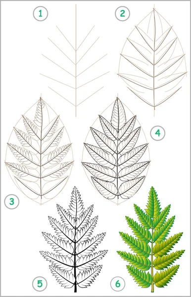 页显示如何一步一步一步学会画花楸叶. — 图库矢量图片
