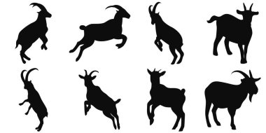 Keçi silueti vektör çizimleri koleksiyonu. Beyaz arka plandaki siyah siluetler çeşitli pozlarda keçileri gösteriyor. Hayvan temalı çiftlik tasarımları için ideal..