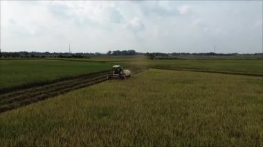 Medan Endonezya, 15 Şubat 2026 - Güneydoğu Asya 'da faaliyet gösteren bir çiftlikte pirinç hasat eden bir hasatçının hava görüntüsü.