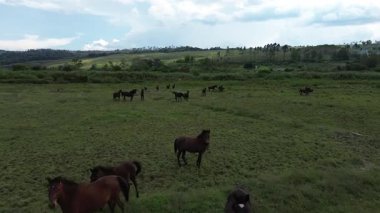 Otlaktaki bir at sürüsünün drone görüntüleri. Kırsal alan