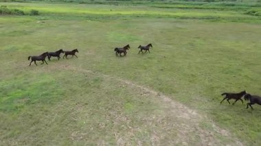 Çayırda koşan atların robot görüntüleri. Kırsal alan, insansız hava aracı çayırlarda yarışan atları takip ediyor.