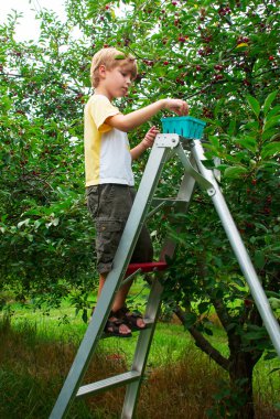 Kiraz kiraz bahçesinde çocuk toplar