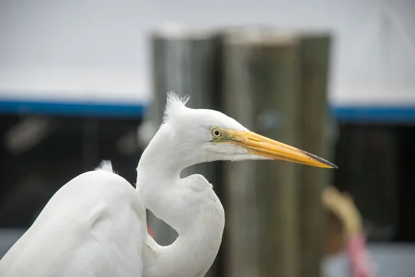 Great Egret - Ardea alba, Florida, EE.UU. — Foto de Stock