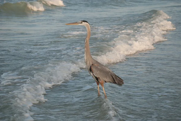 Gran Garza Azul al atardecer, Redington Shore, Florida, EE.UU. — Foto de Stock