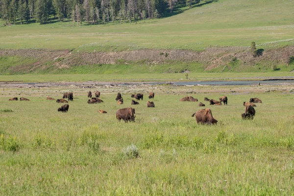 Parque Nacional Yellowstone, Valle Lamar — Foto de Stock