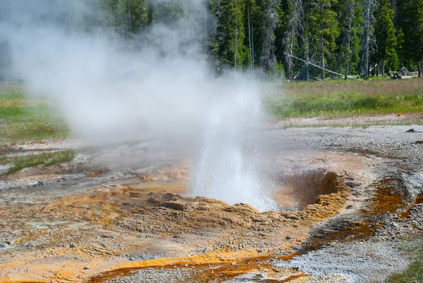 Aurum Geyser de la Cuenca del Geiser Superior en Yellowstone National P — Foto de Stock
