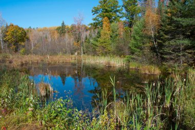 Güneşli bir günde sonbahar orman, Wisconsin, ABD