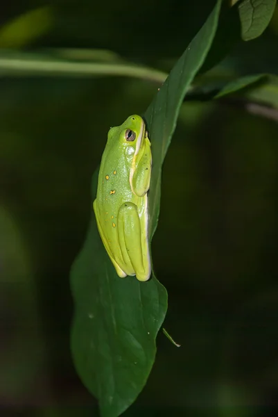 Grenouille verte d'Amérique — Photo