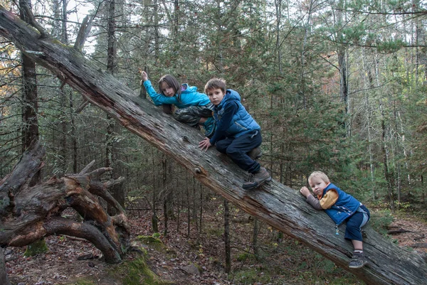 Children climbing to the trunk of a dead tree — Stock Photo, Image