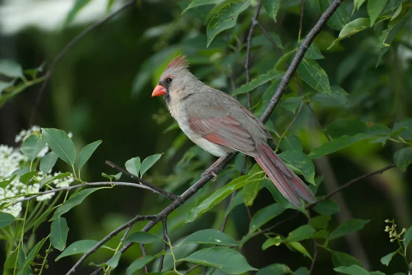 Une femme cardinal du nord — Photo