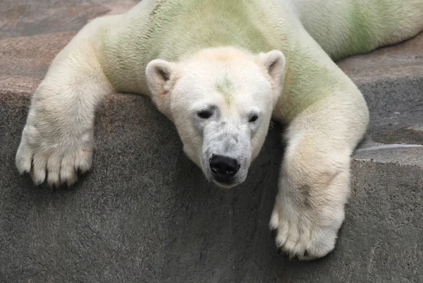 kutup ayısı (ursus maritimus)