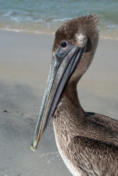 Portrait of a pelican in the natural environment — Stock Photo, Image