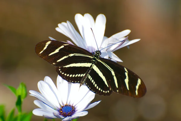 Papillon et fleurs blanches — Photo