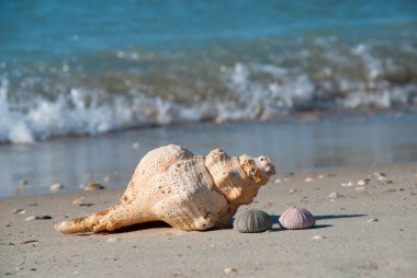 Deniz kıyısında, Meksika Körfezi, ABD dışarı atmış kabukları