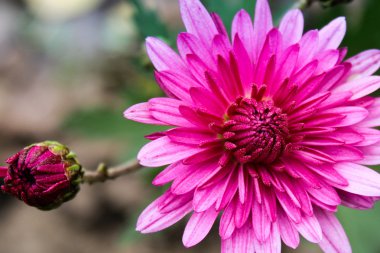 Bud ile pembe krizantem