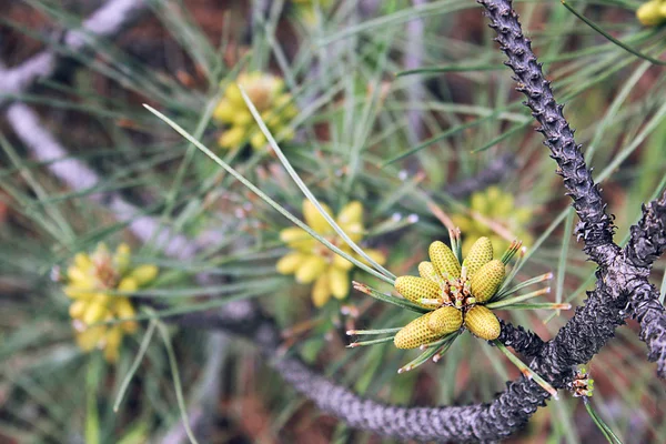 Green cones in the autumn pine forest — Stock Photo, Image