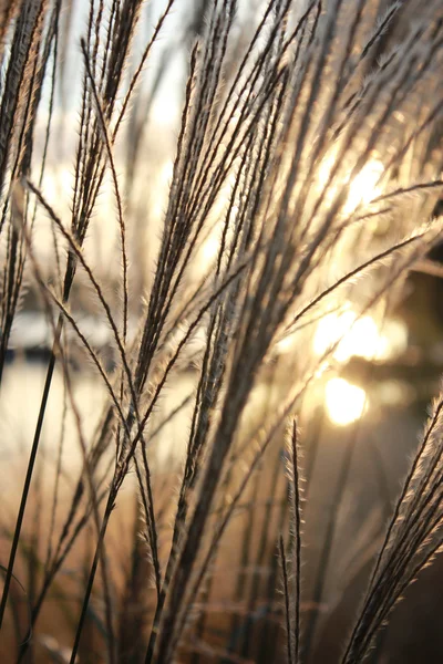 Golden grass in the setting sunlight