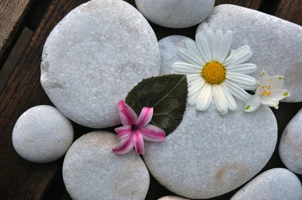 Vita stenar och blommor — Stockfoto