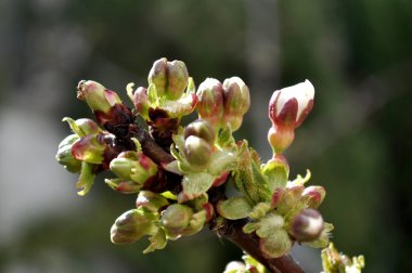 kabuklar kırmızı zemin üzerine