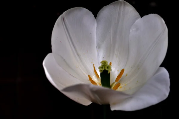 Білий tulip чашечки — стокове фото