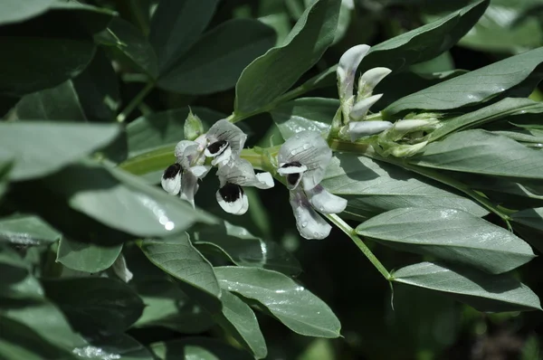 Flores de feijão largo — Fotografia de Stock