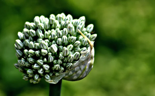 Porro capsule di semi — Foto Stock