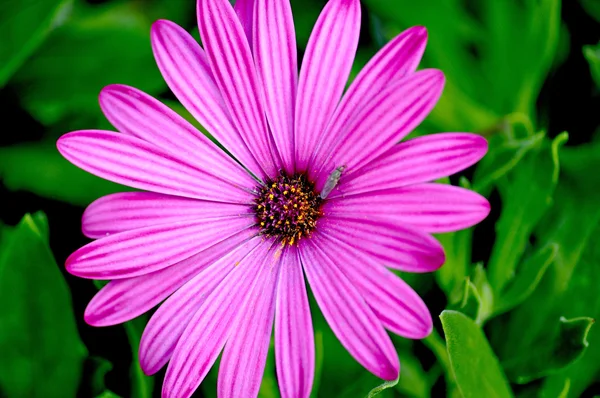 Daisy with insect — Stock Photo, Image