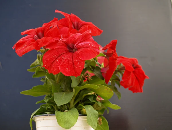 Maceta de petunia roja —  Fotos de Stock