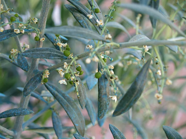 Första oliv våren — Stockfoto