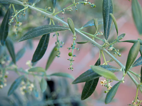 Första oliv våren — Stockfoto