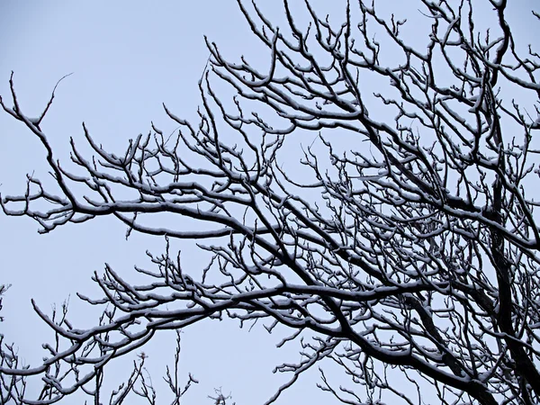 Baum schneereichen Winter — Stockfoto