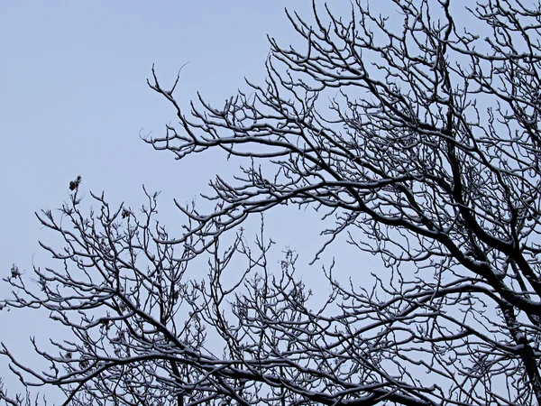 Baum schneereichen Winter — Stockfoto