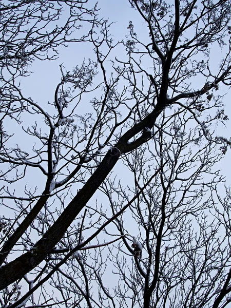 Baum schneereichen Winter — Stockfoto