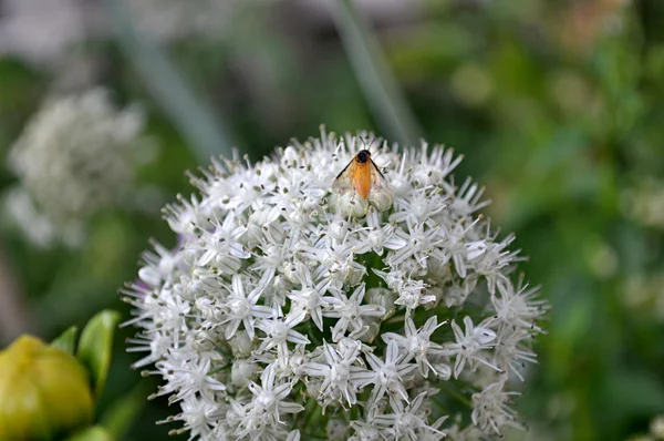 Porro fiori bianchi — Foto Stock