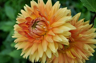 doğal dahlia tam güneş