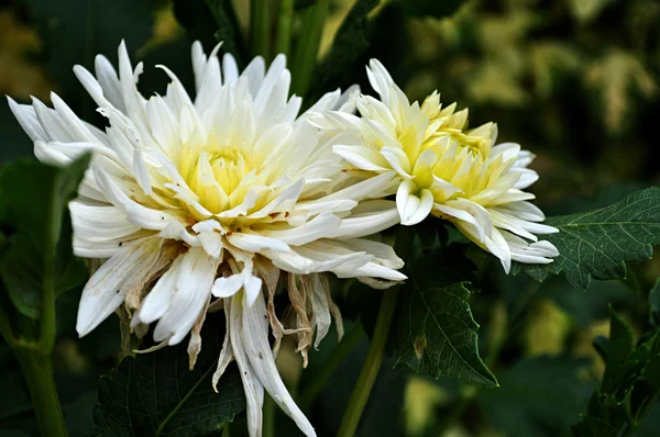 Vita naturliga dahlia — Stockfoto