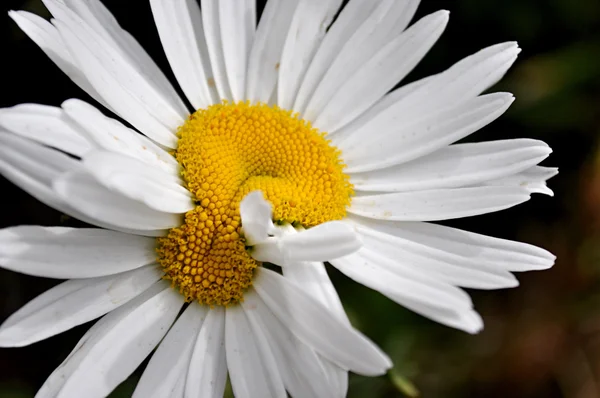 Beyaz deforme papatya