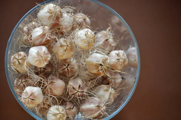 Cápsulas de sementes — Fotografia de Stock